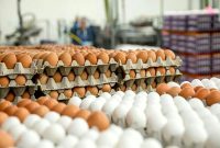 افزایش قیمت تخم‌مرغ در راه است؟