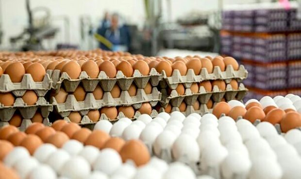 افزایش قیمت تخم‌مرغ در راه است؟