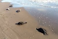 مرگ دسته جمعی باکلان‌ها در سواحل چاف لنگرود