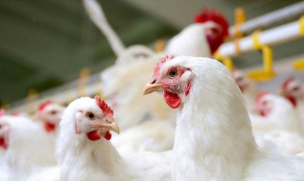 تیم اقتصادی استان پاسخگو باشند؛ بعد از ضعف عملکرد نوروزی در نان، حالا نوبت مرغ شد!