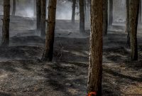 اراضی جنگلی سراوان رشت دچار حریق شد