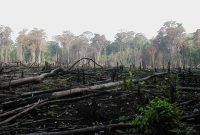 محمد درویش، فعال محیط زیست : اگر ما به سرعت خطر جهان گرمایی را کاهش ندهیم مهم‌ترین رویشگاه جنگلی را در شمال از دست خواهیم داد
