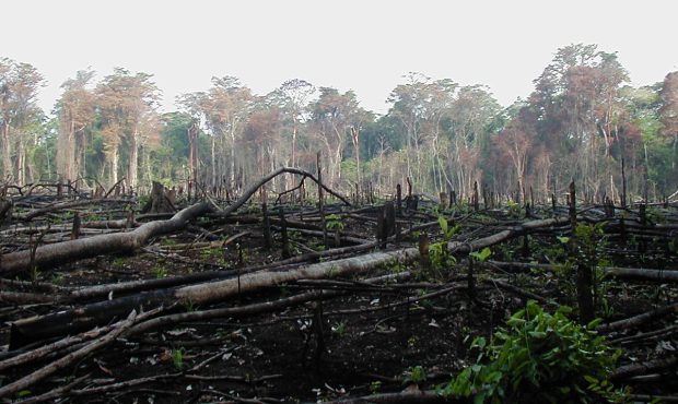 محمد درویش، فعال محیط زیست : اگر ما به سرعت خطر جهان گرمایی را کاهش ندهیم مهم‌ترین رویشگاه جنگلی را در شمال از دست خواهیم داد