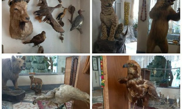 ۲۴ گونه حیوان تاکسیدرمی از یک منزل مسکونی در گیلان کشف شد
